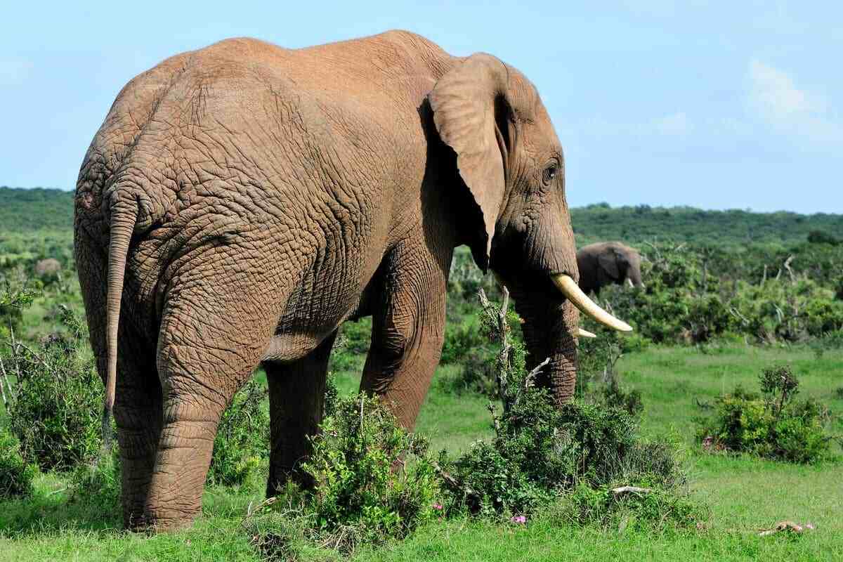 Elephant in Addo Elephant National Park in South Africa