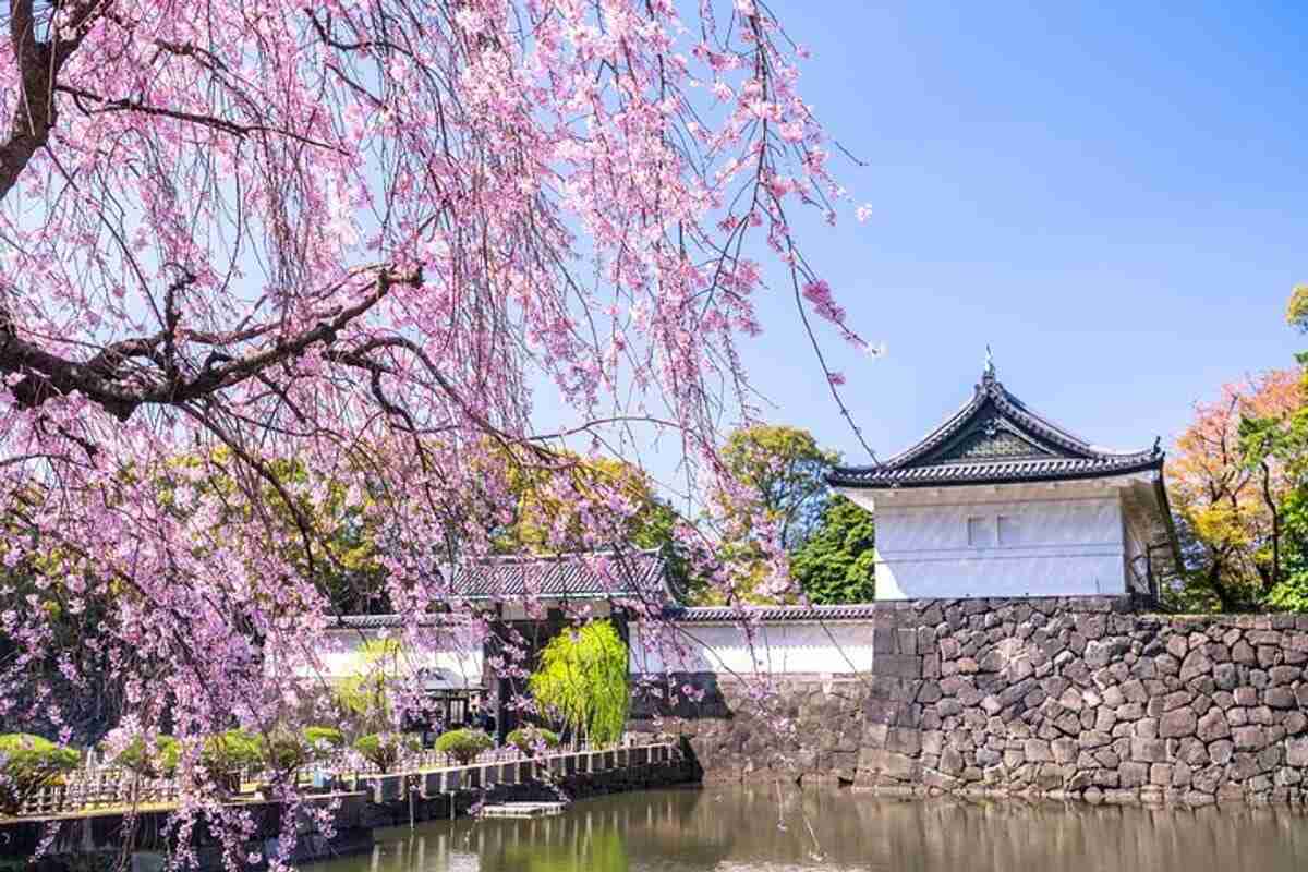 Imperial Palace surrounded by cherry blossoms